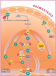 Image of Stago's coagulation cascade. Tissue Factor (TF) plays a central role in coagulation cascade